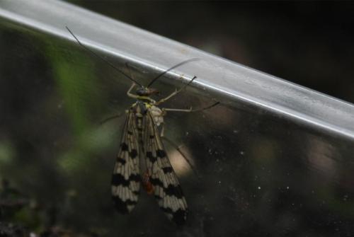 Panorpa vulgaris